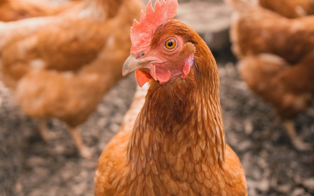 Kandang ayam di pagi hari